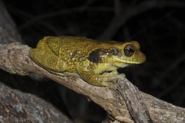 Veined tree Frog on a branch - French Guiana