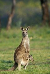 Female Eastern Grey Kangaroo and its small Warrumbungle NP