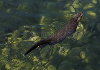 Europäischer Otter schwimmen Elsass Frankreich