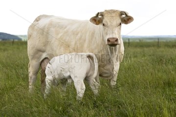 Charolais Calf sucking her mother in the meadow