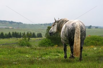Horse in a field in Aubrac