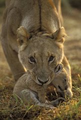 Lionne portant son lionceau dans la gueule Masaï Mara Kenya