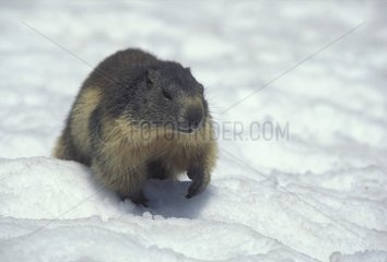 Marmotte des Alpen im Schnee Pn Vanoise Frankreich