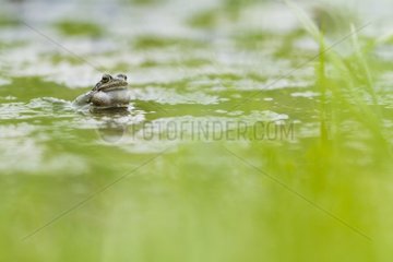 Male Euopean frog and laying in a forest pond - France