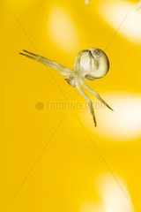 Goldenrod spider hanging on its wire - Alsace France