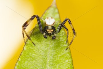Male Goldenrod Spider on the lookout on a leaf - France