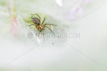 Labyrinth spider in its web funnel - Vosges France