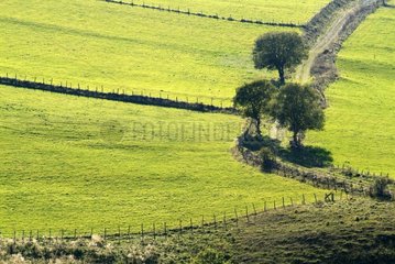 Isolated trees on the Plateaux du Cézallier Cantal France