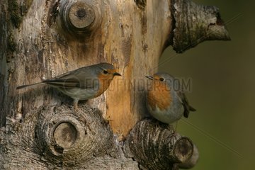 Two European Robins on a trunk in spring France