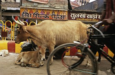 Sacred Cow and veal in the streets of Benares India