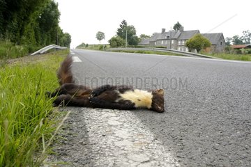 Marten crushed roadside