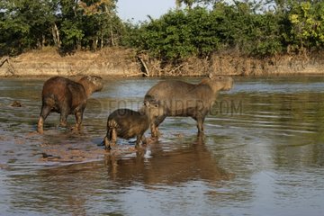 Group of Capybaras in water Brazil