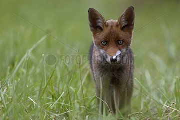 Fox cub with a feather on its snout in Lorraine France