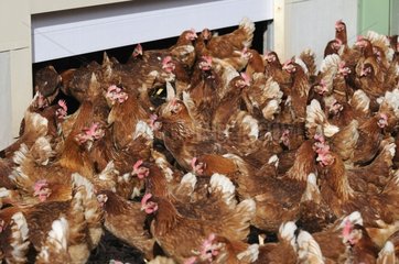 Exit the barn on a farm of laying hens