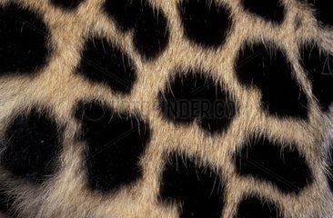 Weit -up -Leopardenhaut