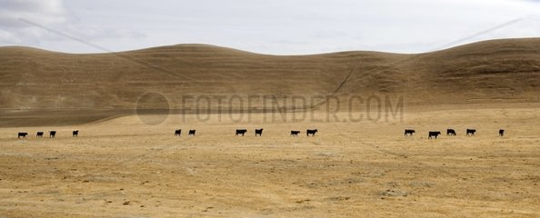 Herd of cows in a meadow grass dry