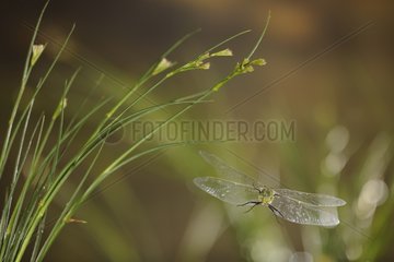 Emperor Dragonfly flight above a pond in the spring France