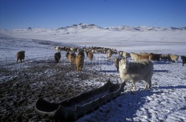 Herde Ziege in der Schneemongolei