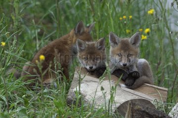 Young red fox lying on a woodpile France