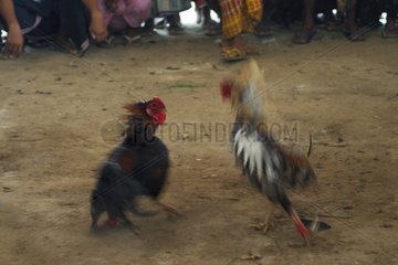Cock fights in Bali Indonesia