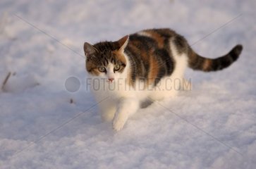 Tricolor She-cat im Schnee in der Winterbrittany