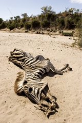 Corpse of Zebra dead of thirst Botswana