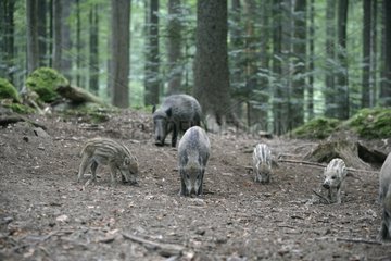Wild boars looking for food Germany