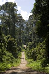 Former track of hauling become tourist track Borneo