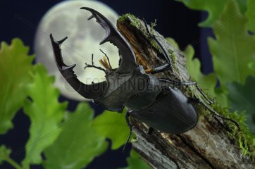 Male Stag beetle in the moonlight
