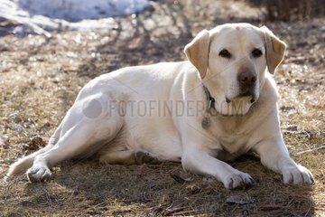 Vieille chienne Labrador couchée
