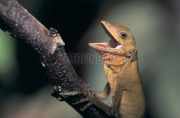Portrait of open-mouthed Anolis French Guiana
