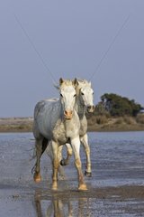 Zwei Camargue -Pferde  die in einem Sumpf der Camargue Frankreich trabten