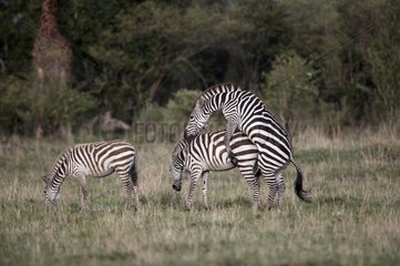 Grant's Zebras mating in the savanna Kenya
