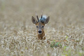 Roe buck in a grain field in summer Hesse Germany