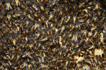 The Honey Nights. Giant Honey bees (Apis dorsata) on their brood. Borneo  Indonesia