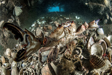 Swimming crab in a defensive position in an artificial reef in the Protected Marine Area of the Agathois coast  France  Mediterranean