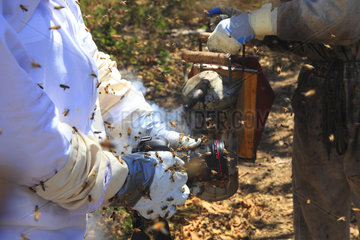 Killers Africanized Honeybees. Smoking of the camera for a few moments of peace. Panama