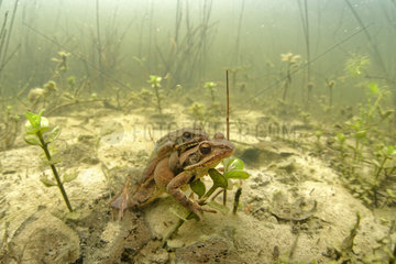 Agile frog (Rana dalmatina) mating in a pond of the Prairies du Fouzon  Loir et Cher  France