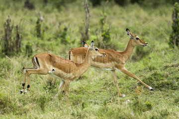 Impala females running in the savannah - Masai Mara Kenya