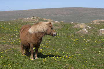 Shetland poney (Equs caballus) Poney standing in a meadow  Shetland  Spring