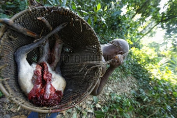 The pygmy canopy honey. Meat from the bush in a traditional basket. The men make traps of wood and lianas to trap antelopes and boar. The meat is shared at the camp and the surplus sold. The pygmies also hunt with a gun for the Bantu salesmen. The hunt  with a permit  is open legally from May 1 to October 20. The natives are authorized to hunt all year for their needs with traditional means if they do not trade or sell the meat. Meat from the bush can be found in the markets year-round and throughout the country. Likouala  Congo