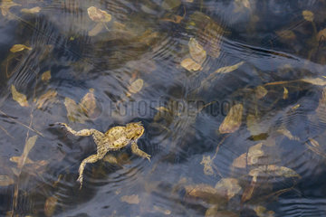 Common toad (Bufo bufo) swimming on the surface of a pond  Alpes  France