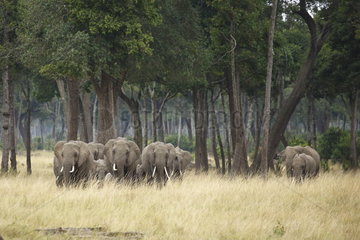 Elephant (Loxodonta africana) herd  Masaï Mara  Kenya