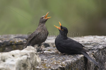 Blackbird (Turdus merula)  Couple in love parade in spring  On a garden wall  Lorraine  France