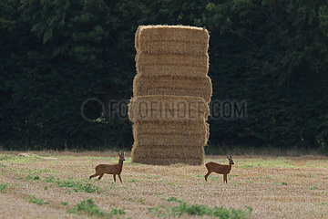 Roe deer (Capreolus capreolus) male and female in a harvested field  Normandy  France