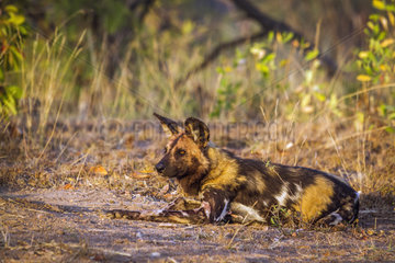 African Wild Dogs (Lycaon pictus) lying   Kruger National Park  South Africa