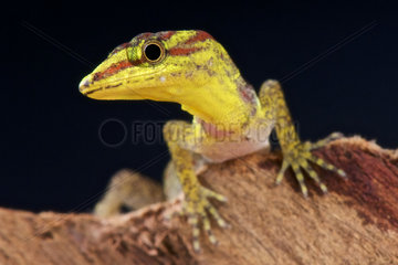Portrait of Bridled sun gecko (Gonatodes humeralis)  Suriname