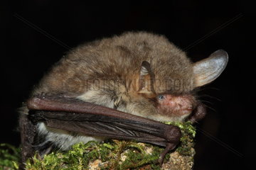 Portrait of Natterer's Bat (Myotis nattereri)  France
