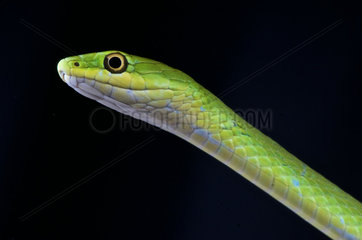 Rough green snake (Opheodrys aestivus)  USA