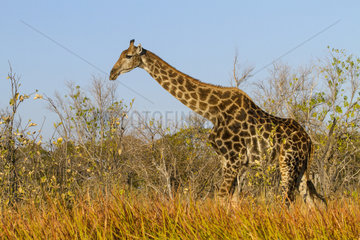 Southern Giraffe walking in savannah - Moremi Botsawana